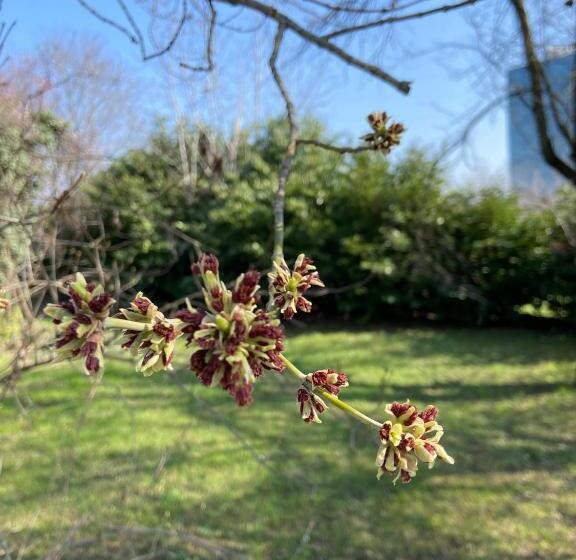 تختخواب و صبحانه Acero Giallo