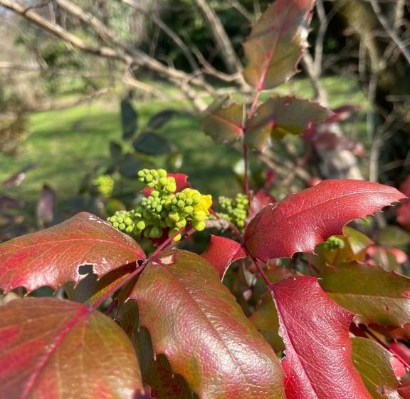 تختخواب و صبحانه Acero Giallo