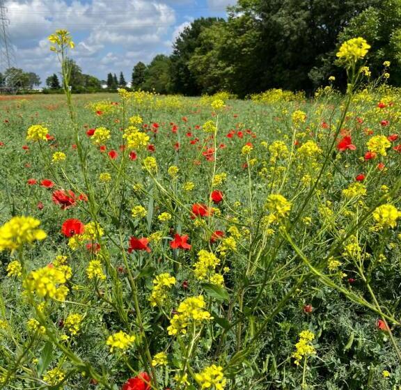 تختخواب و صبحانه Acero Giallo