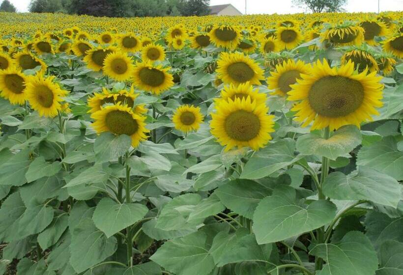Bed and Breakfast Chezlola