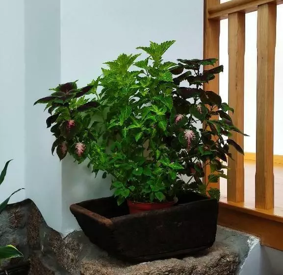 ペンション Zimão Garden House