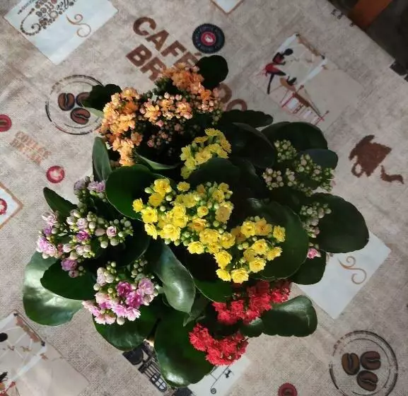 ペンション Zimão Garden House