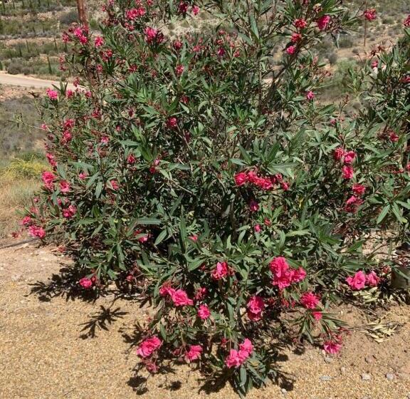 צימר Casa Bédar