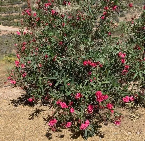 Aamiaismajoitus (B&B) Casa Bédar
