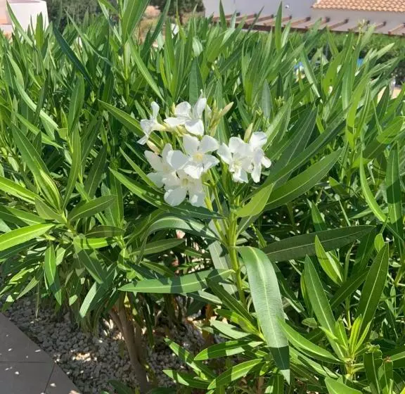 Aamiaismajoitus (B&B) Casa Bédar