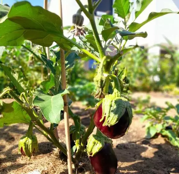 Aamiaismajoitus (B&B) Oasis Sierra