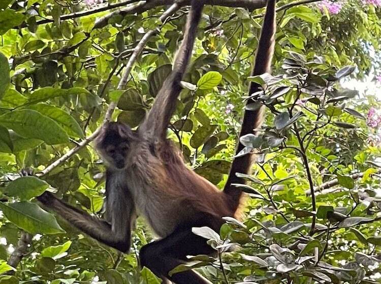 فندق Jungla Y Estrellas