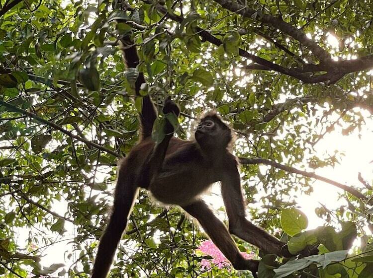 فندق Jungla Y Estrellas