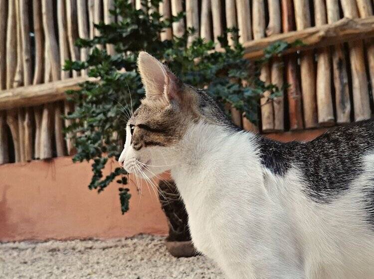 فندق Jungla Y Estrellas