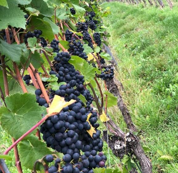 Bed and Breakfast Gästehaus Manfred Christoffel