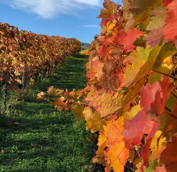 Bed and Breakfast Gästehaus Manfred Christoffel
