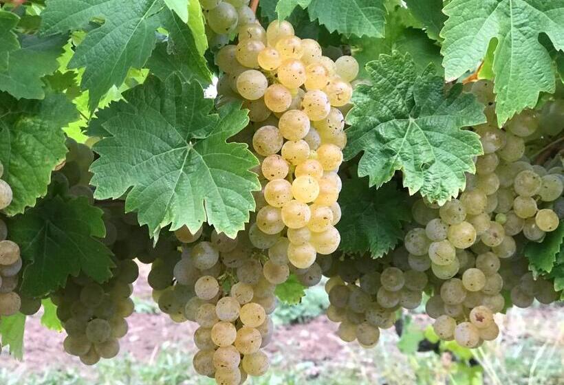 Bed and Breakfast Gästehaus Manfred Christoffel