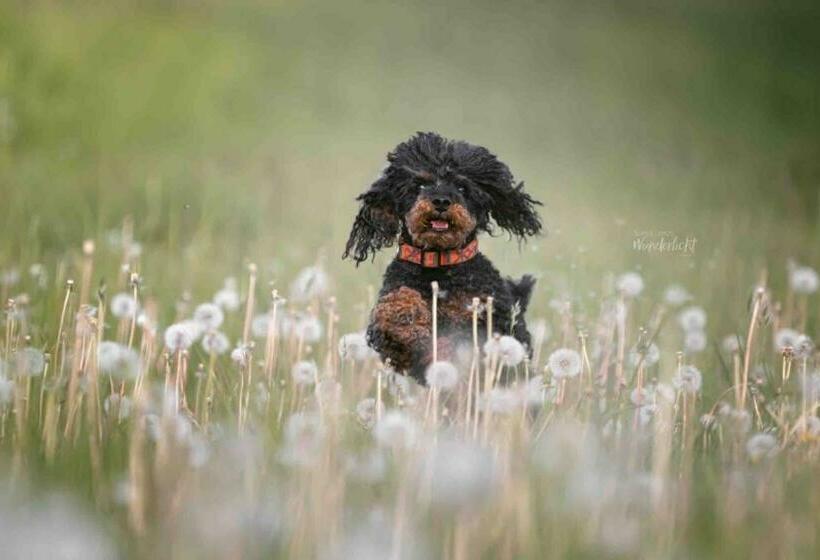 Пансион Altes Schwesternhaus Homesite Apartments