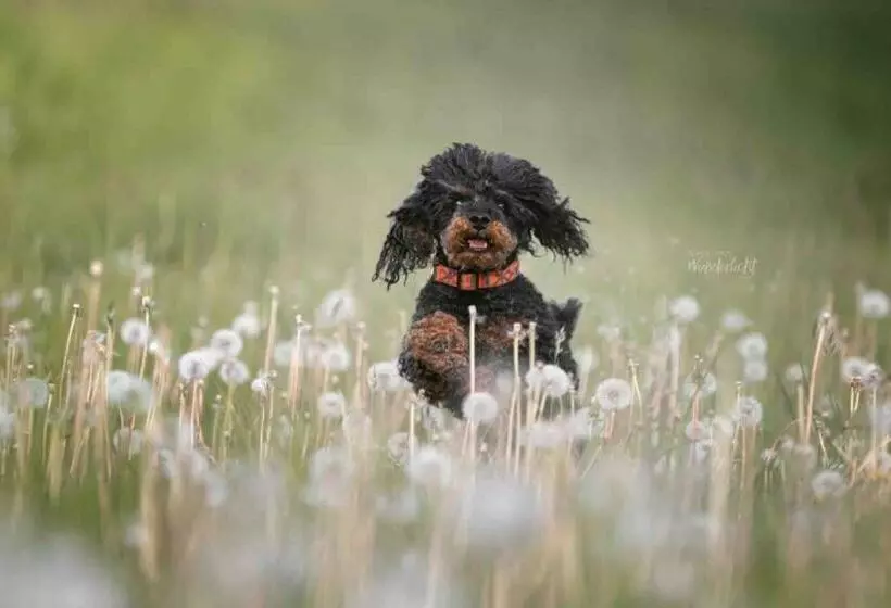 Majatalo Altes Schwesternhaus   Homesite Apartments