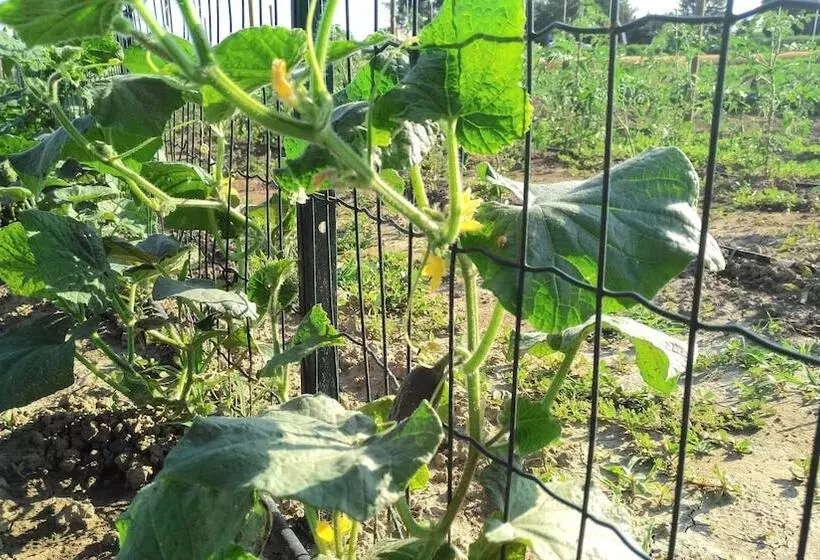 هتل روستایی Agriturismo B&b Corte Dei Gioghi