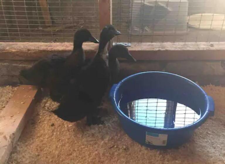 호텔 Niiralan Tila : Starlite Cabin