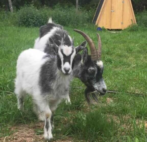 호텔 Niiralan Tila : Starlite Cabin