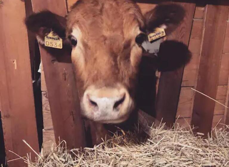 호텔 Niiralan Tila : Starlite Cabin