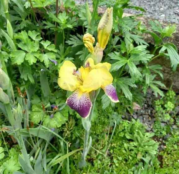 Aamiaismajoitus (B&B) Aramatai Gardens