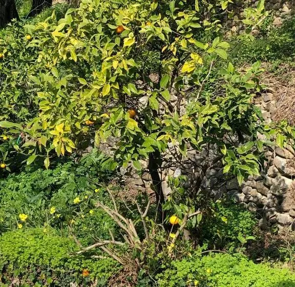 Aamiaismajoitus (B&B) Soutariba