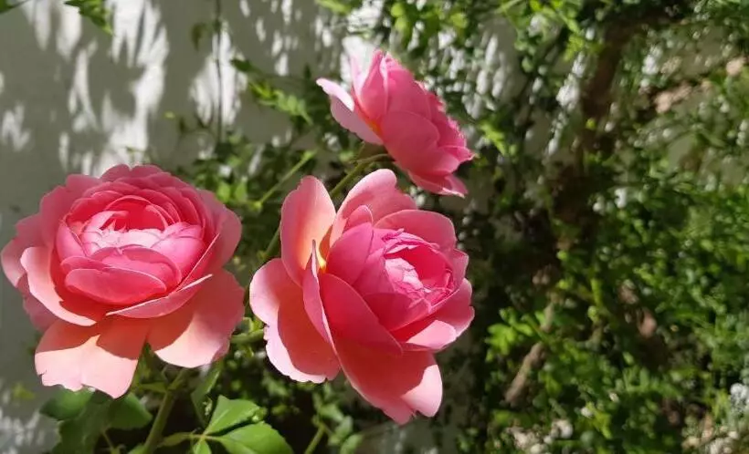 ベッドアンドブレックファースト Casa Rural Los Danzantes