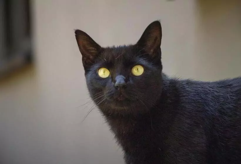 Aamiaismajoitus (B&B) Jasmine Guest Cottage