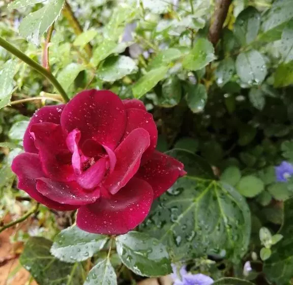 Aamiaismajoitus (B&B) Jasmine Guest Cottage