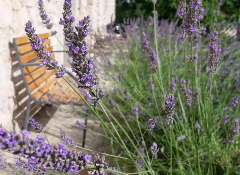 Majatalo Hungry Grape Guests