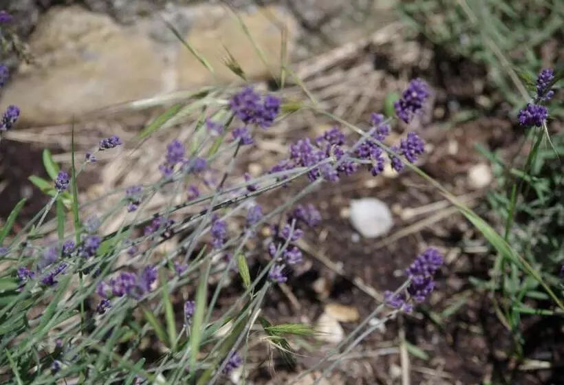 Majatalo Les Chambres D Hôtes De Valensole Au Pays Des Lavandes Et Proche Des Gorges Du Verdon