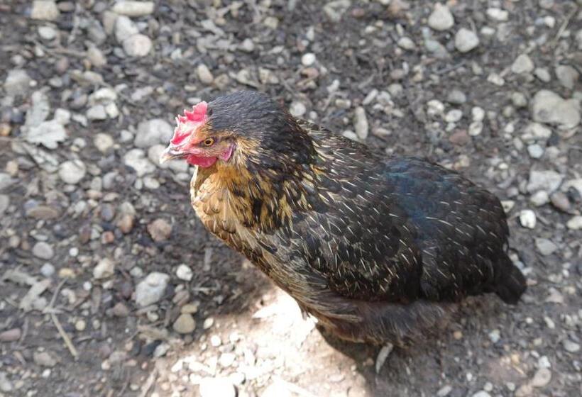 פנסיון Les Chambres D Hôtes De Valensole Au Pays Des Lavandes Et Proche Des Gorges Du Verdon