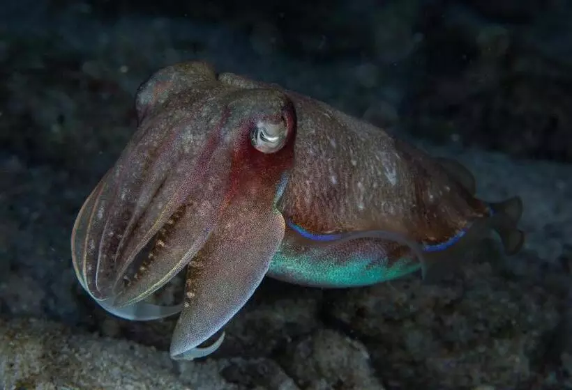 Cabagnow Seaside Resort