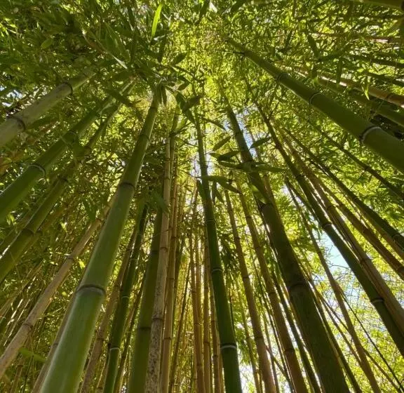 پانسیون Casa Vacanze Il Bamboo