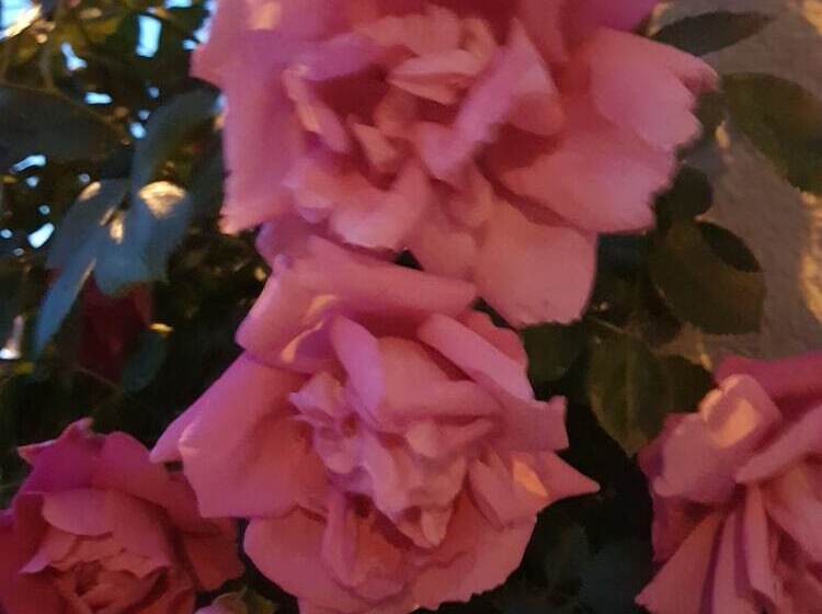 هتل Bishops Arms Lund