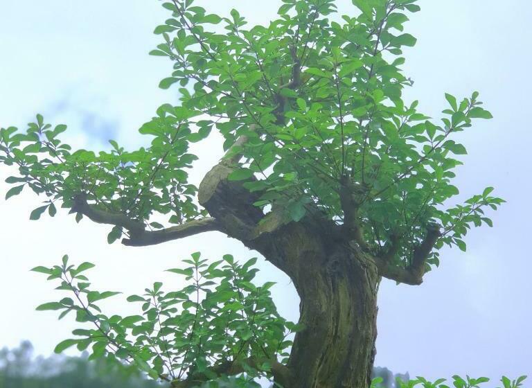 Bed and Breakfast Alam Bali Lake View