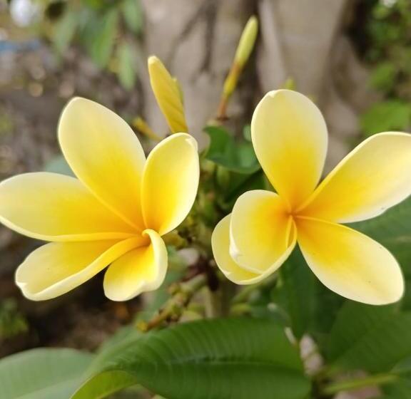 Bed and Breakfast Alam Bali Lake View