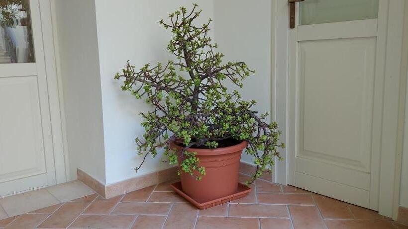 פנסיון Domo Antiga Guest Rooms