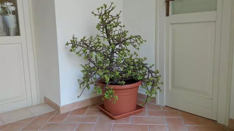 Majatalo Domo Antiga Guest Rooms