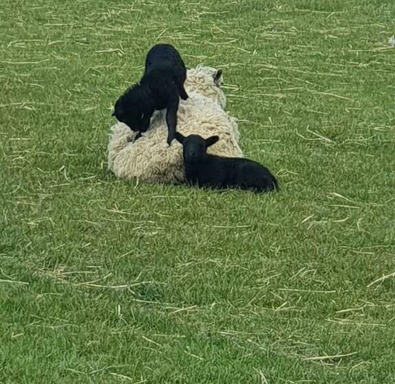 Old Gloucester Road Farm Bed And Breakfast