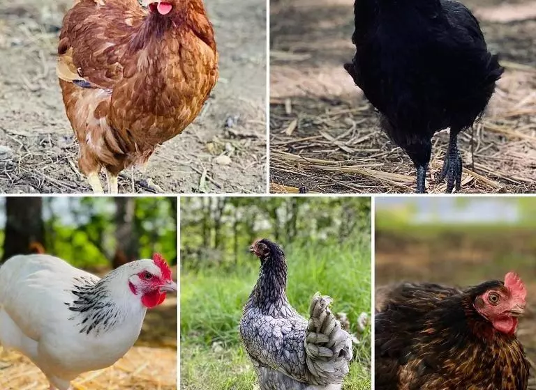 ベッドアンドブレックファースト Domaine De Cazal   Chambres D Hôtes Avec Piscine Au Cœur De 26 Hectares De Nature Préservée