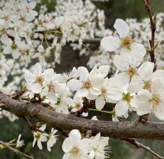 هاستل Hostal Villa Senese