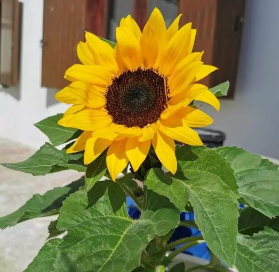 B&b La Casa Bianca