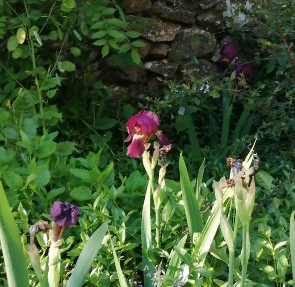 פנסיון Domaine Sela