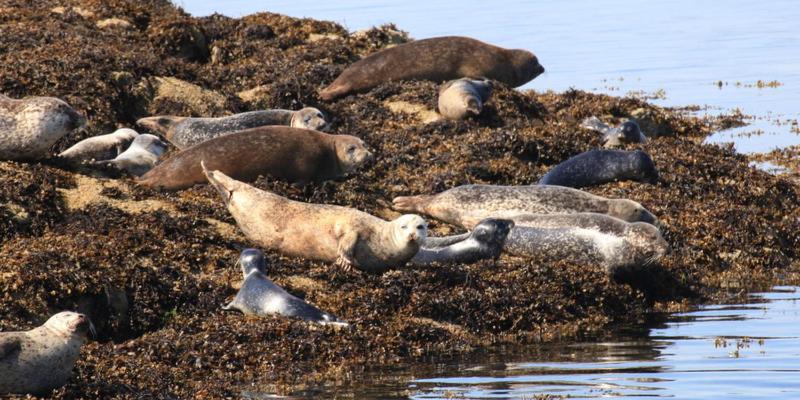 פנסיון The Haven Guest House