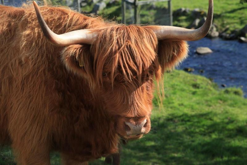 פנסיון The Haven Guest House