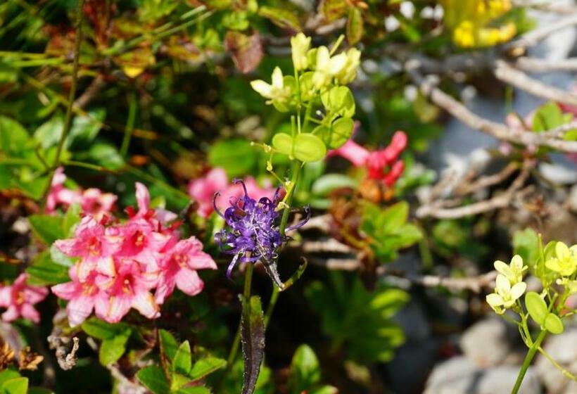 Bed and Breakfast Alpensportlodge