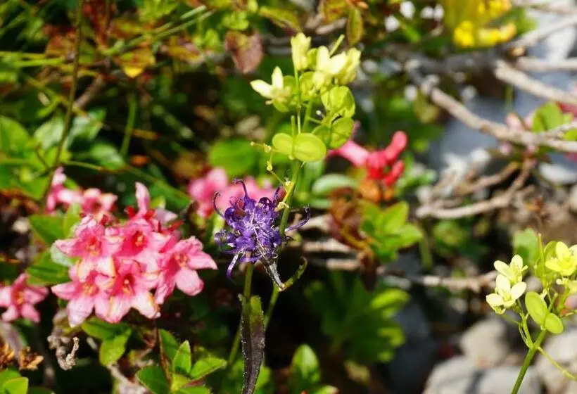 ベッドアンドブレックファースト Alpensportlodge