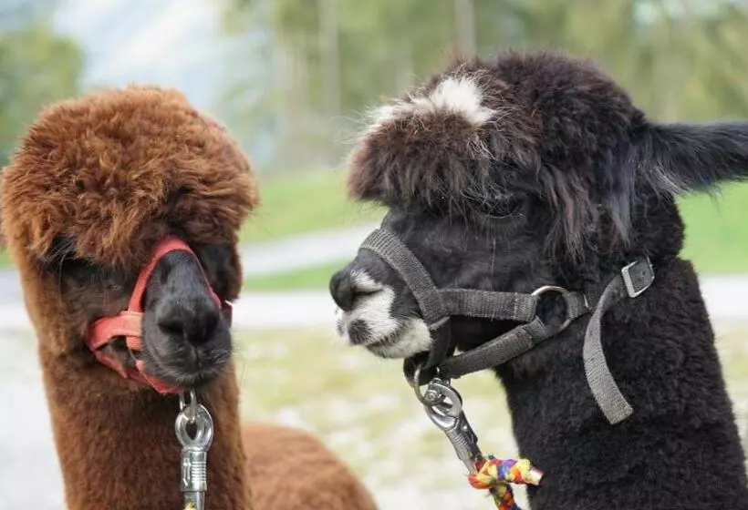 ベッドアンドブレックファースト Alpensportlodge