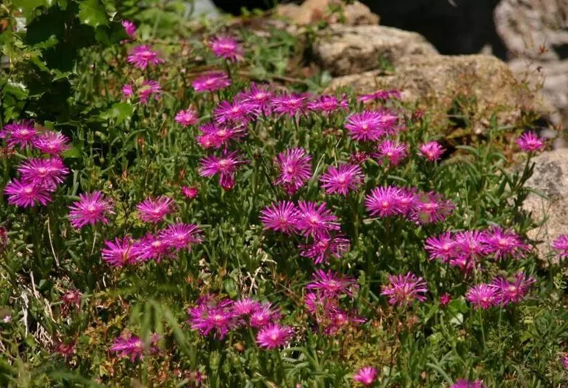 ベッドアンドブレックファースト Mas De La Giralde