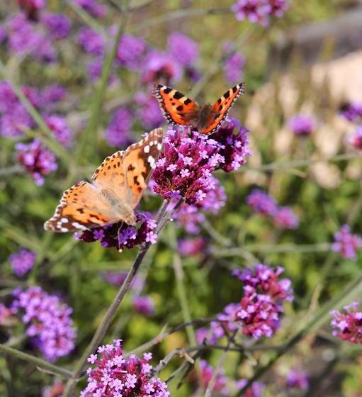 住宿加早餐 Middle Farm House