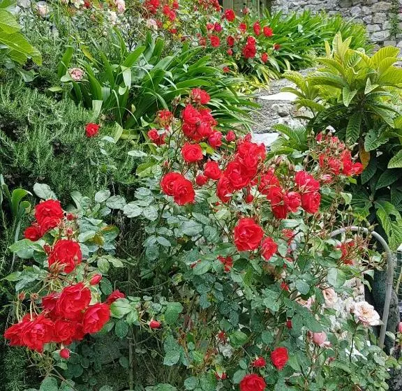 Aamiaismajoitus (B&B) Pietrantica   Affittacamere Con Giardino Nuova Apertura A Trebiano  Citr